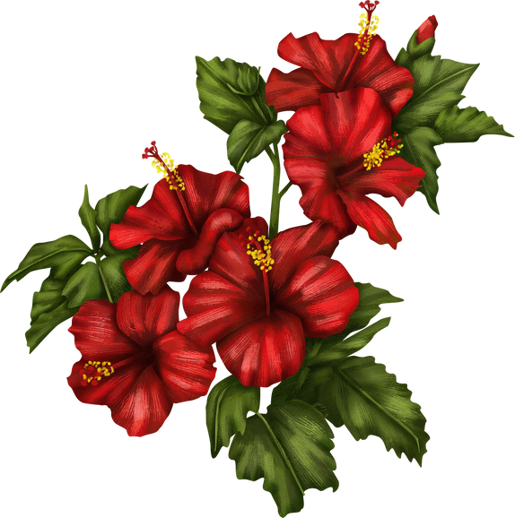 Detailed Illustrated Hibiscus Flowers