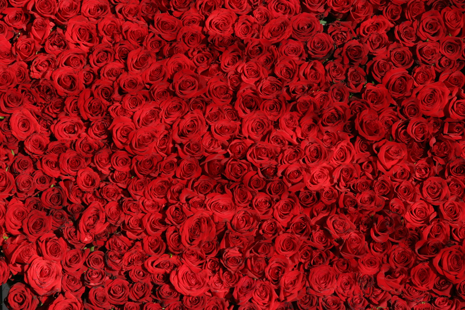 Red Roses Background